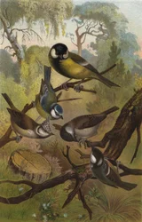 German Tits